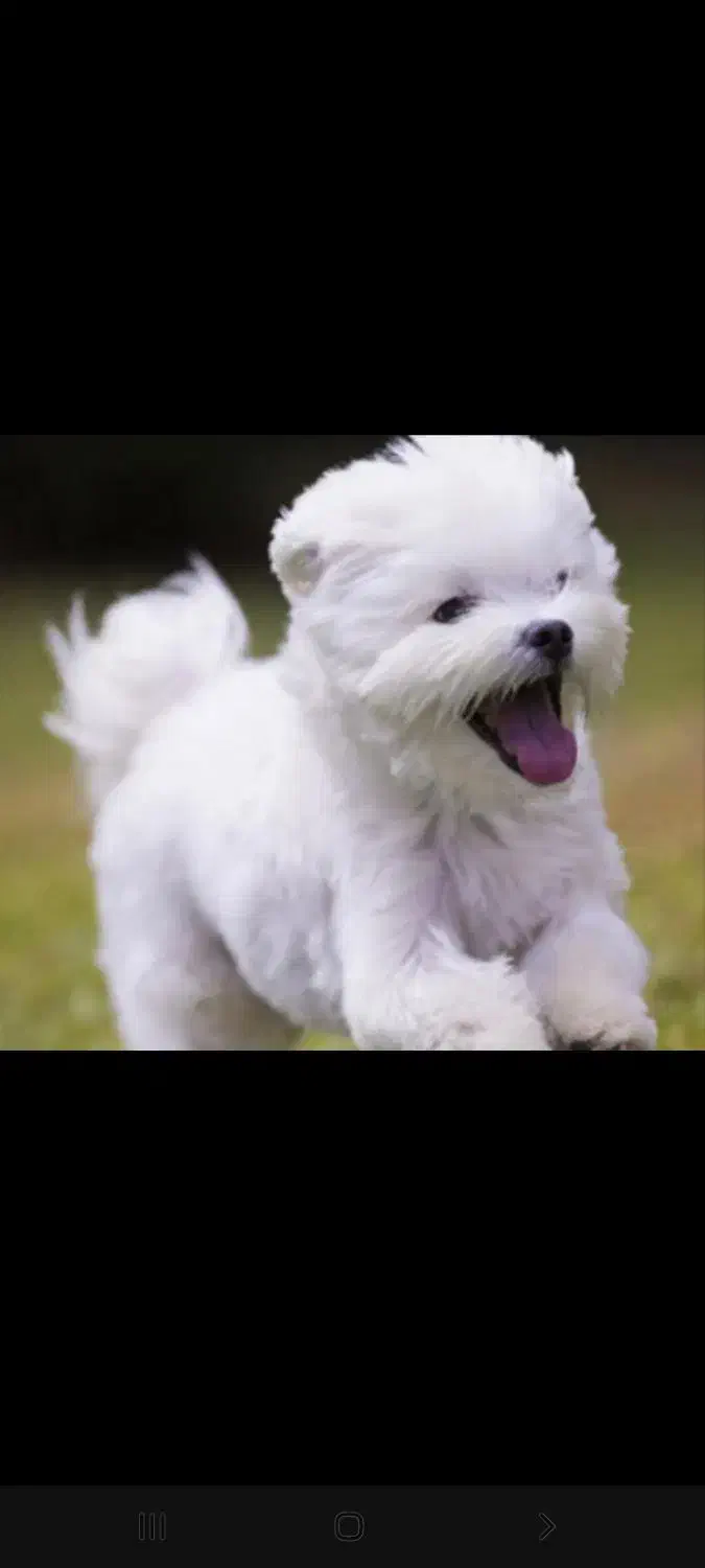 سگ پیدا شده|حیوانات|صحنه, |دیوار