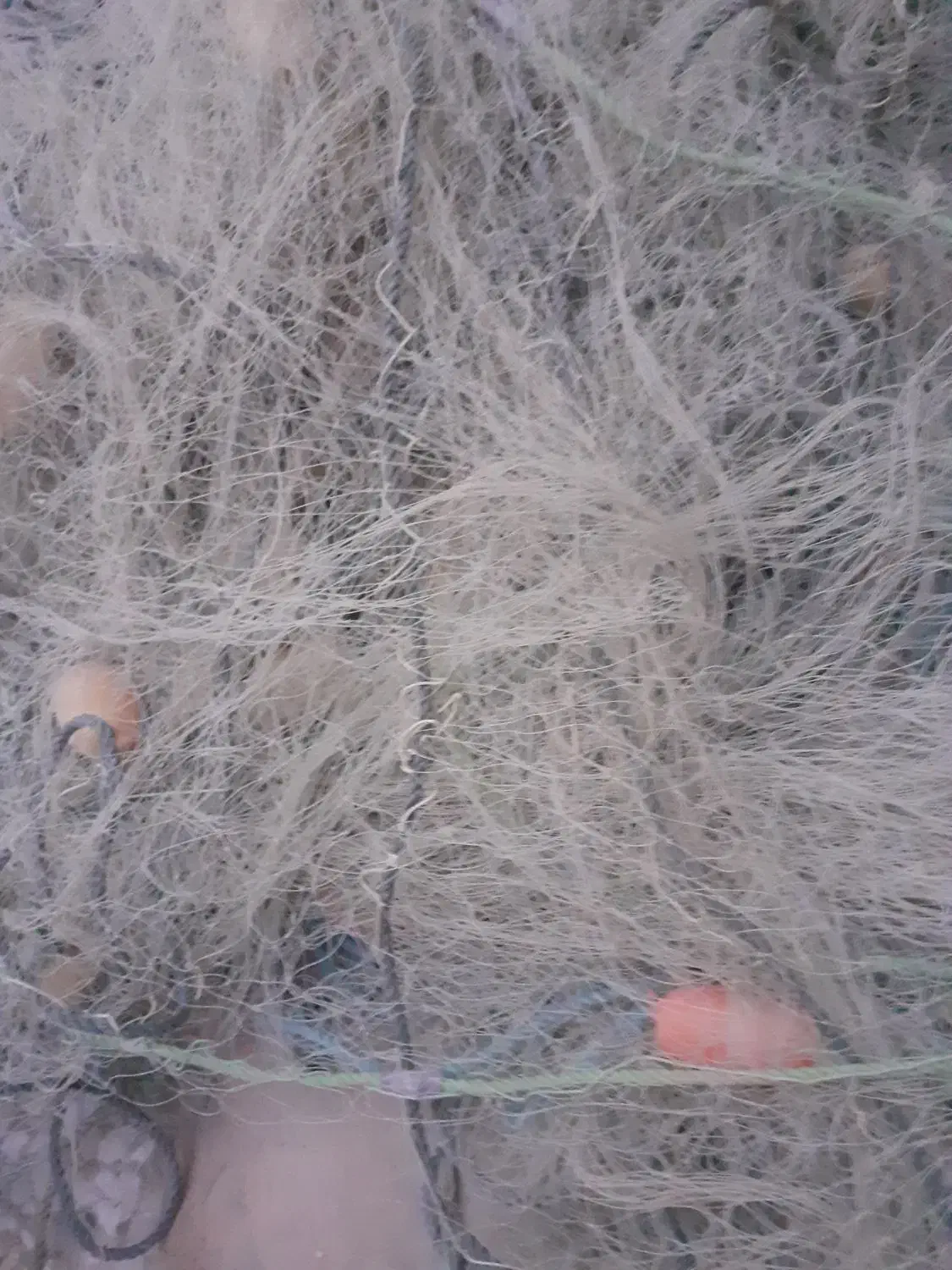 تورماهیگیری|ماهیگیری|بندر کنگان, |دیوار