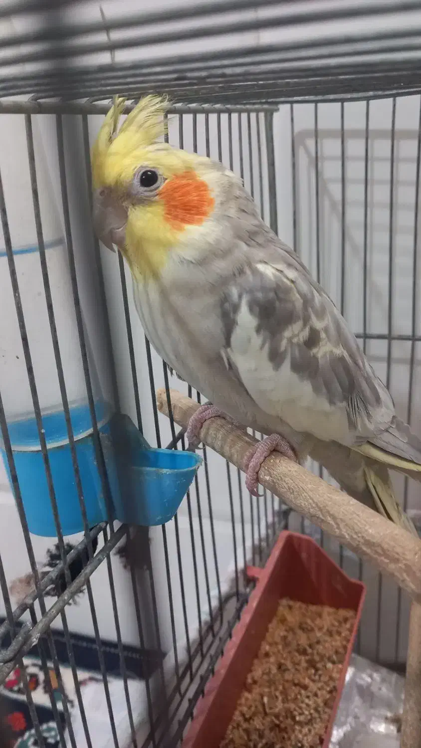 عروس هلندی سخنگو|پرنده|قنوات, |دیوار