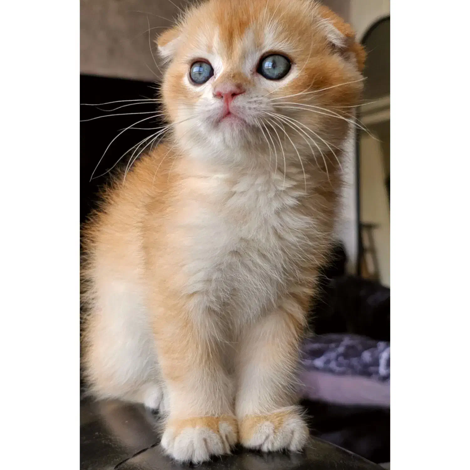 اسکاتیش گلد ny12|گربه|اصفهان, جلالیه|دیوار