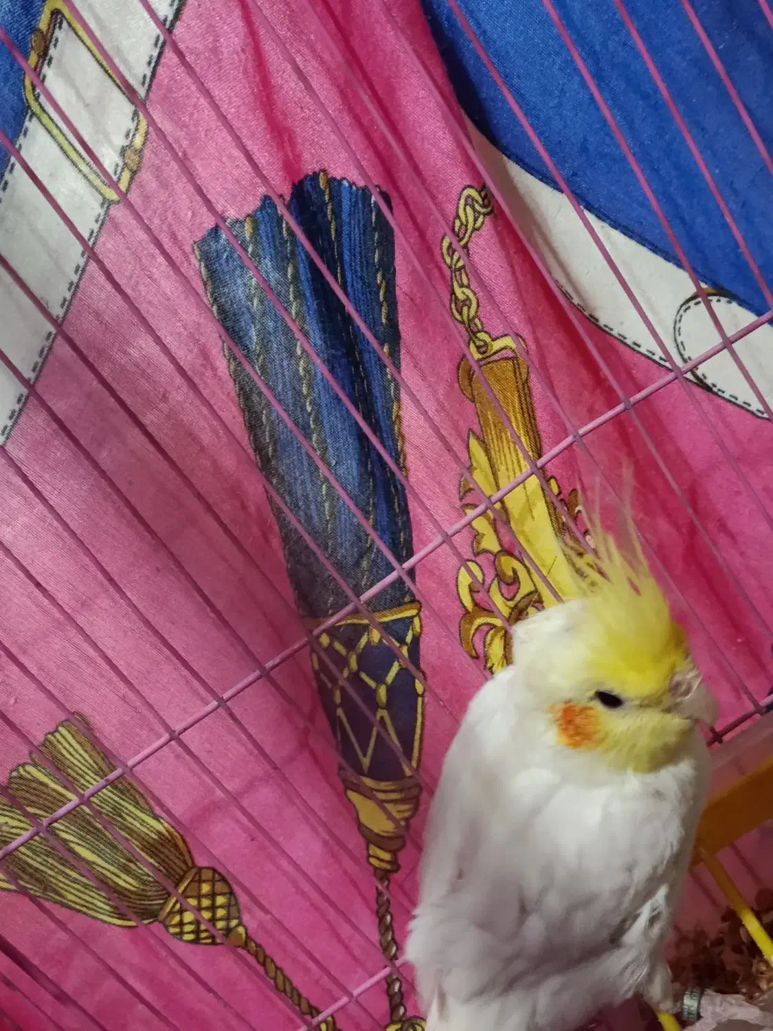 عروس هلندی|پرنده|اصفهان, کلمه خوران|دیوار