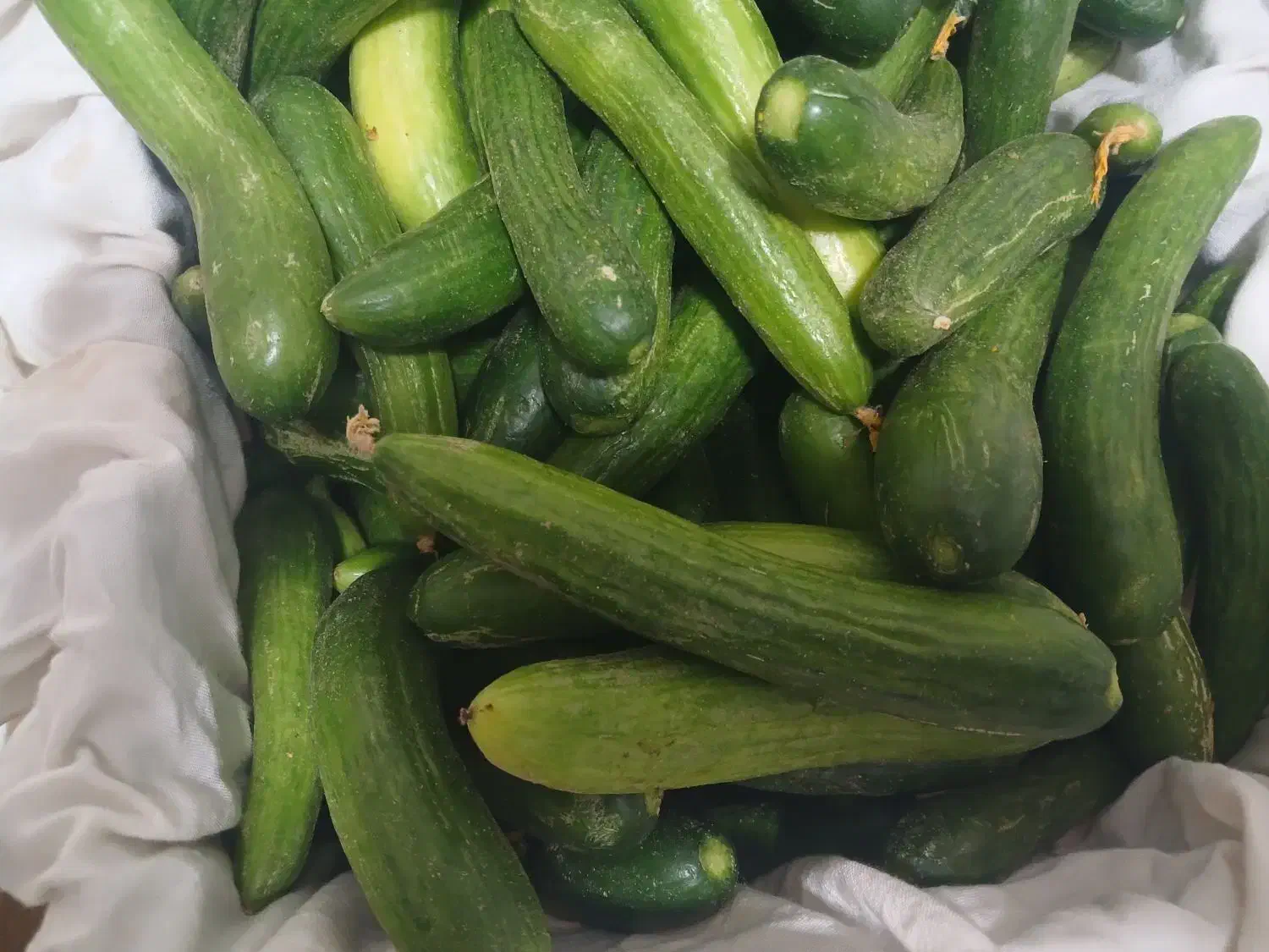 همکارخانم|استخدام بازاریابی و فروش|نیشابور, فیض آباد|دیوار