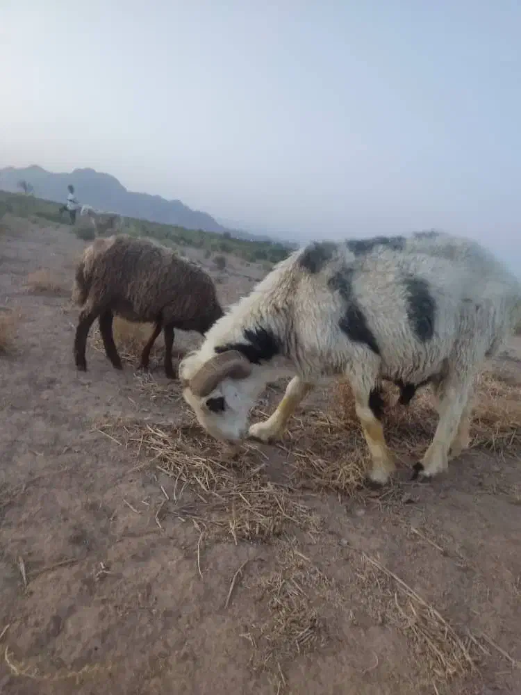 90 عدد گوسفند (میش،قوچ، بره)|حیوانات مزرعه|کرمان, |دیوار