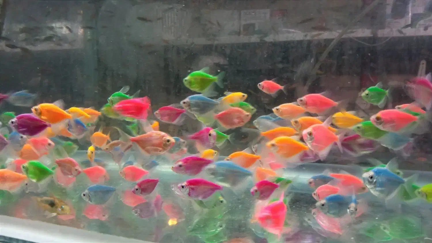 ماهی آکواریوم گوپی ، کالر ، زبرا ، آنجل ، گلدفیش|ماهی|مشهد, ادیب نیشابوری (شهرک غرب)|دیوار