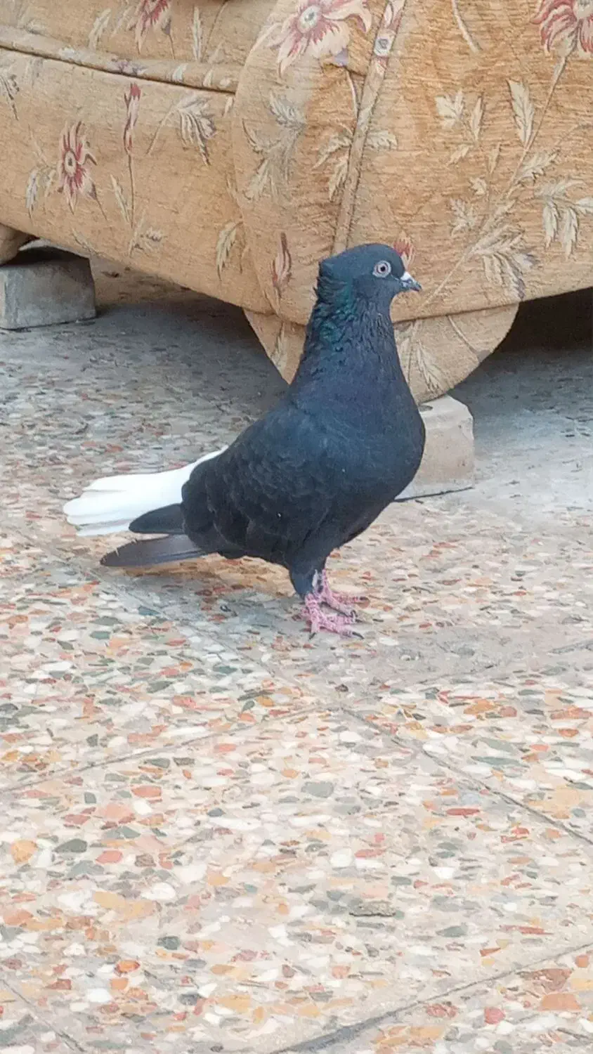 جفت اشعل دم سفید|پرنده|کارون, |دیوار