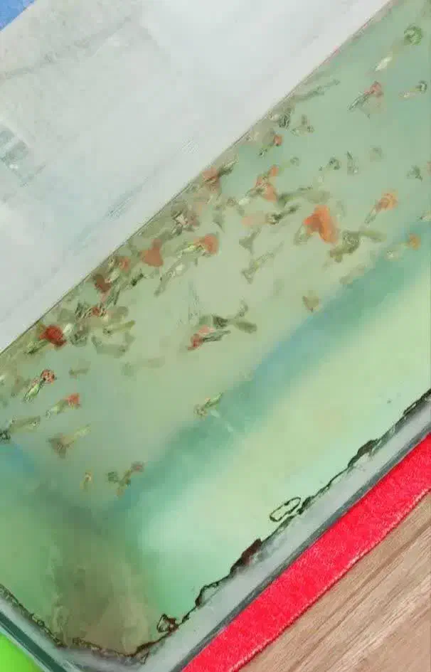 ماهی گوپی|ماهی|اردکان, |دیوار