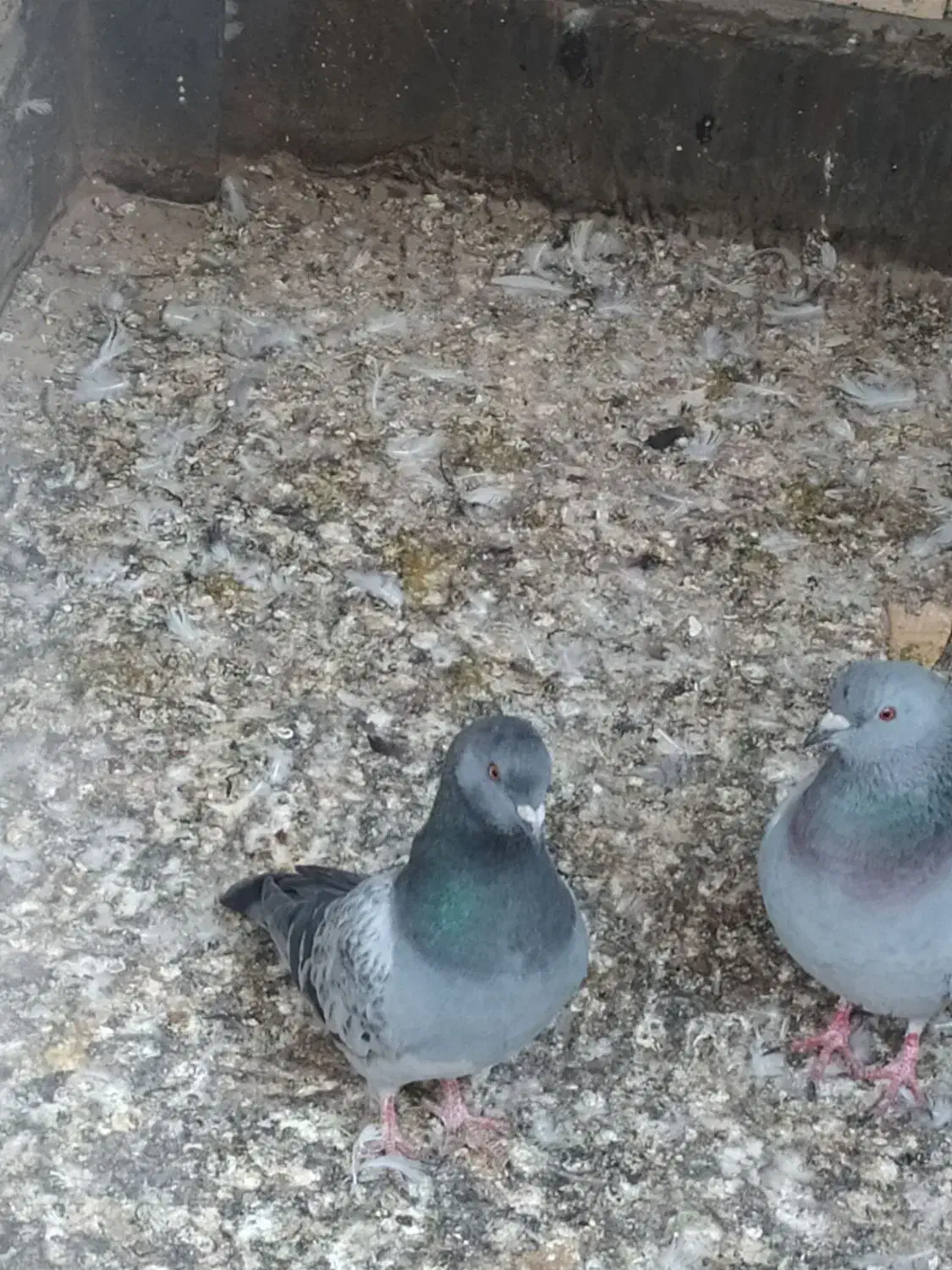 کبوتر|پرنده|مشهد, امیر المومنین|دیوار