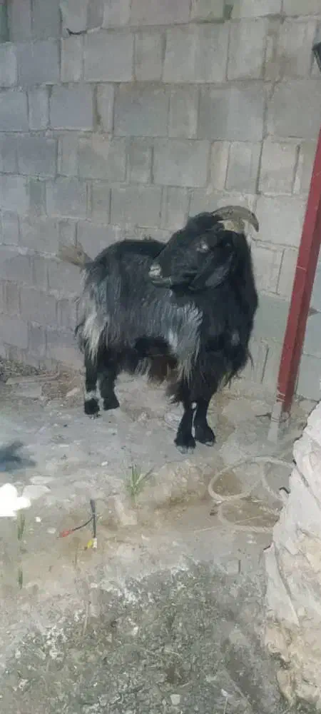 بز سال خورده|حیوانات مزرعه|وحدتیه, |دیوار