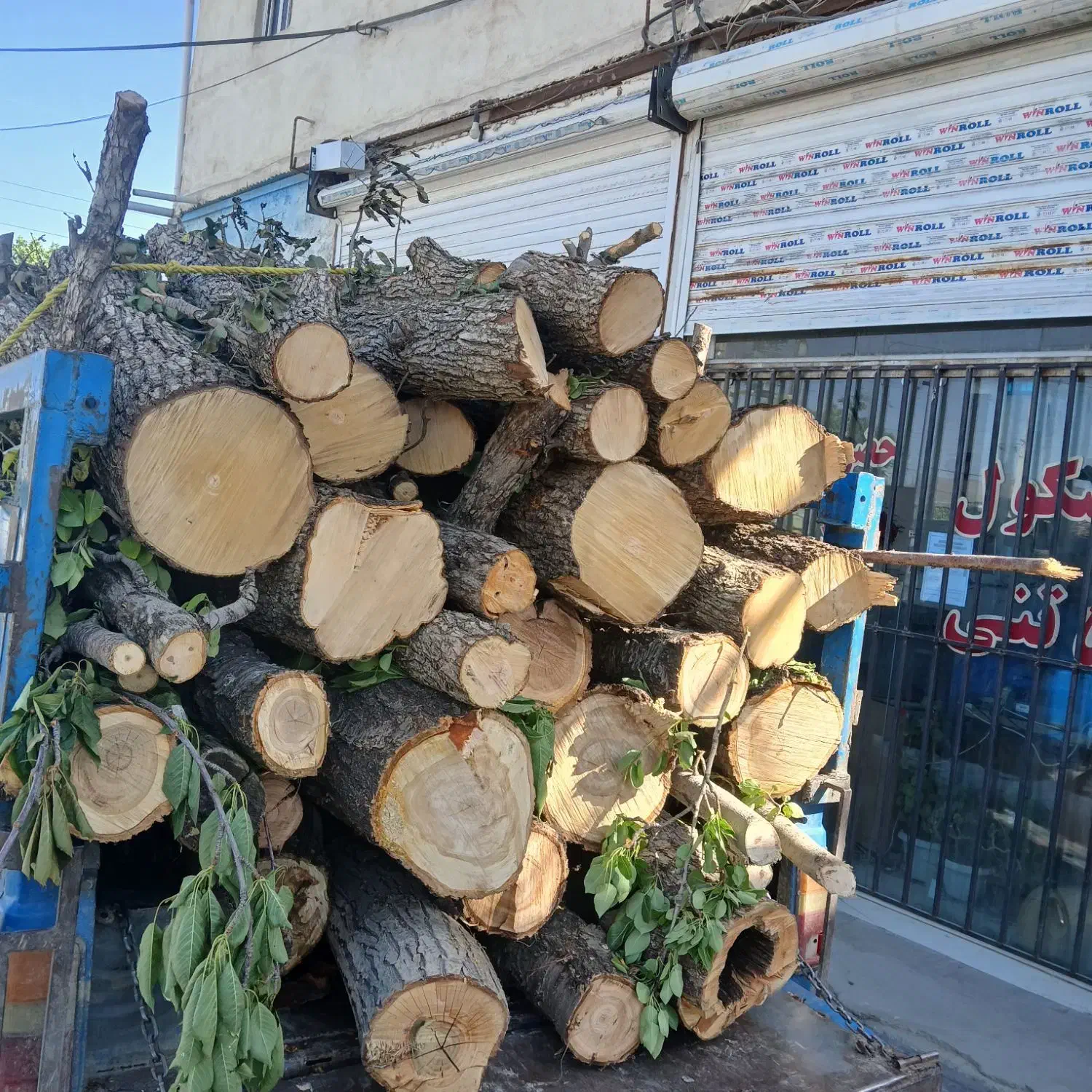 خرید چوب  ودرخت وتیرسقفی|خدمات باغبانی و درختکاری|شازند, |دیوار
