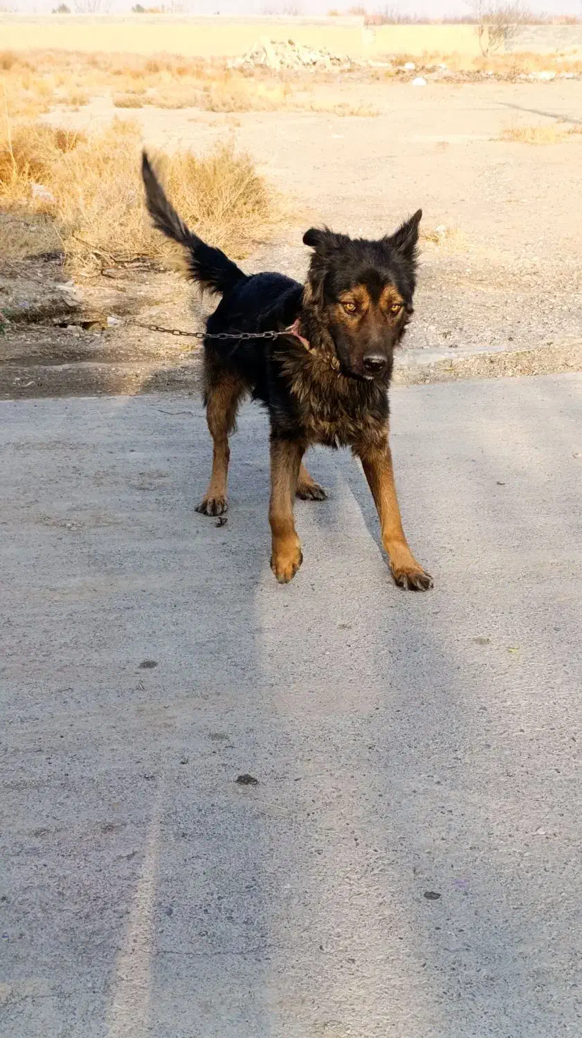 سگ نگهبان شپرد|سگ|گلبهار, نوبهار|دیوار