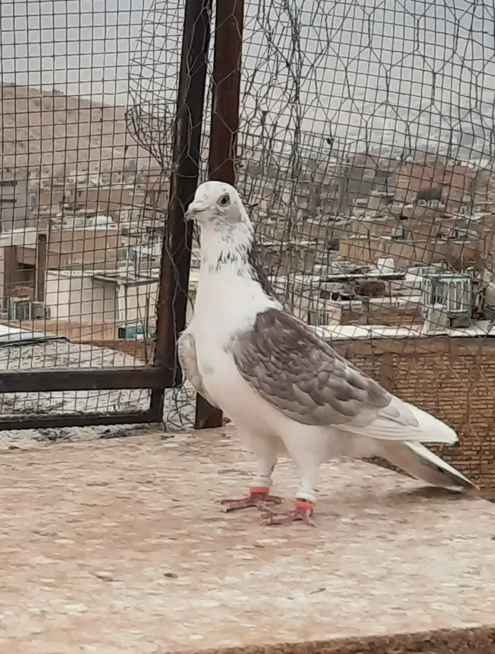 کبوتر پشتی پلاکی|پرنده|شیراز, جوادیه|دیوار