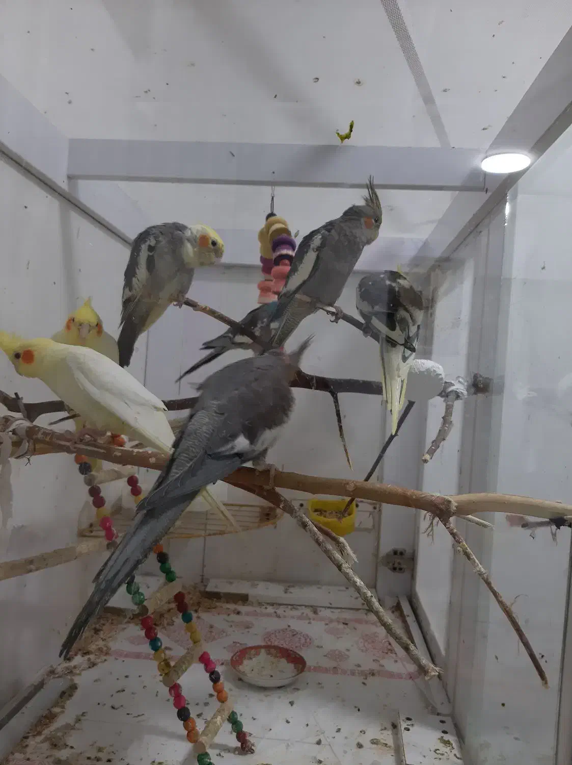 عروس هلندی۸۰۰ تومن|پرنده|کوچصفهان, |دیوار