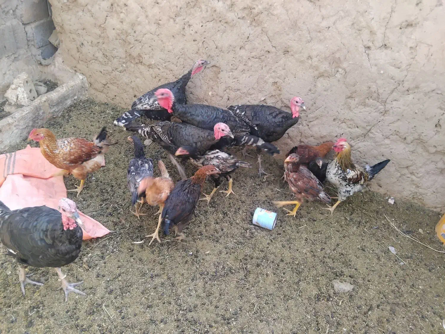 بوقلمون برنزه|پرنده|خواف, |دیوار