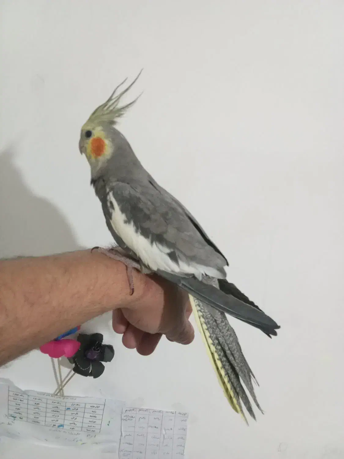 عروس هلندی|پرنده|چهارباغ, |دیوار