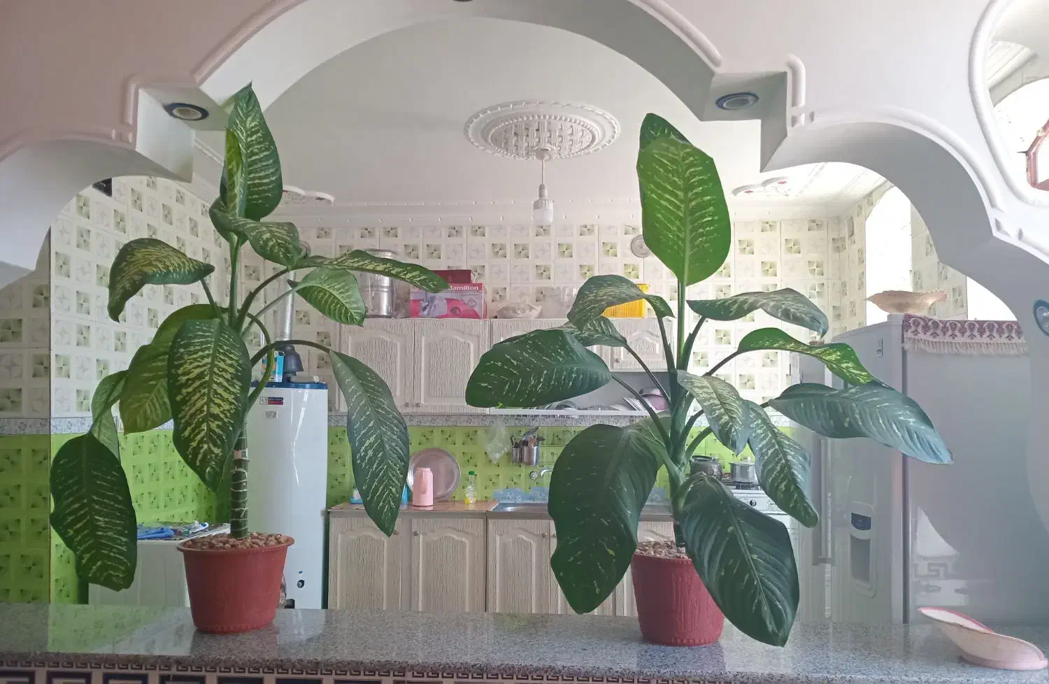 فروش دوعدد گل دیفن بزرگ|گل و گیاه طبیعی|یاسوج, |دیوار