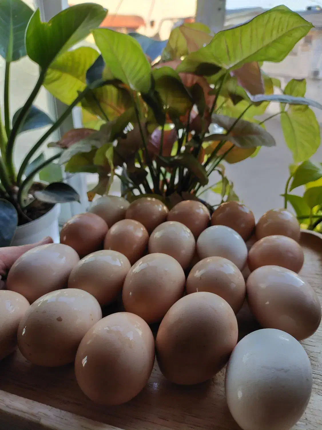 تخم مرغ محلی|حیوانات مزرعه|لنگرود, |دیوار