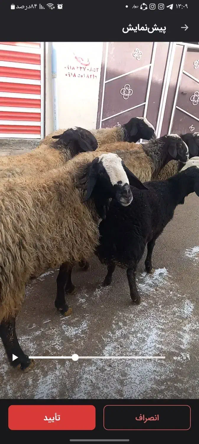 قوچ شال|حیوانات مزرعه|سردرود, |دیوار