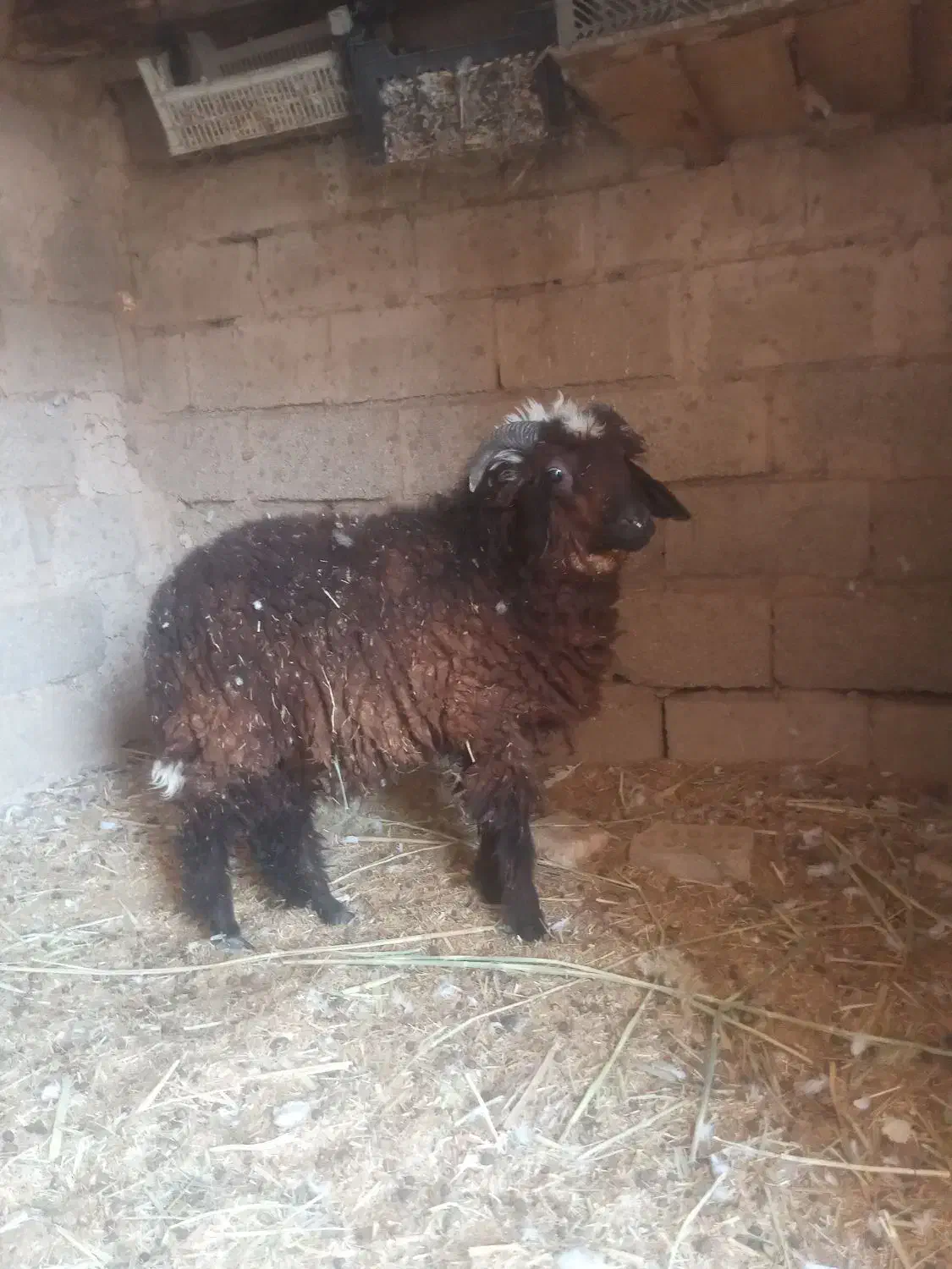 بره نر|حیوانات مزرعه|بندر امام خمینی, |دیوار