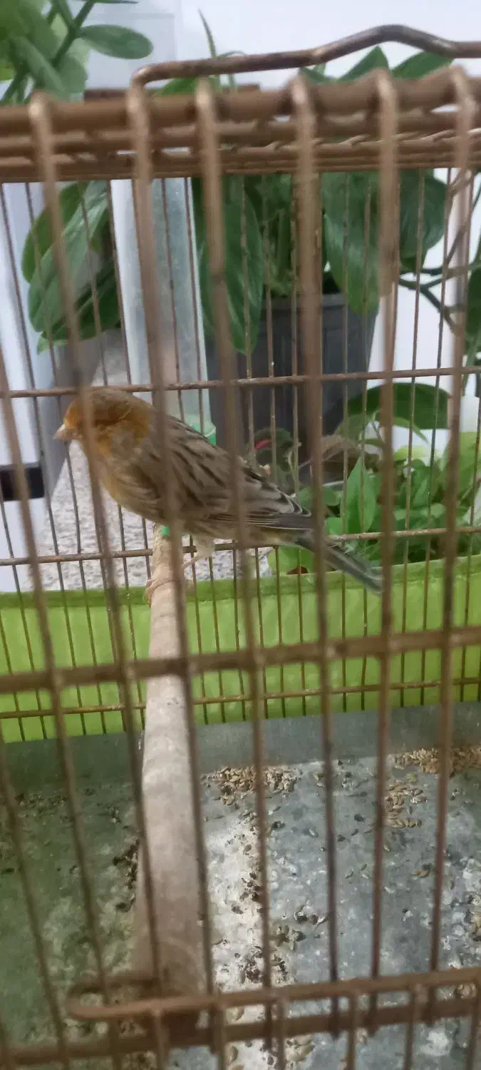 قناری مست شلاقی|پرنده|قیدار, |دیوار