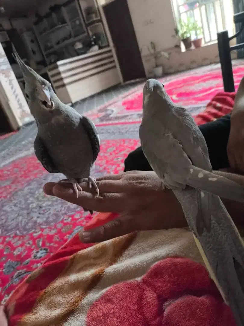 ۳ عدد عروس هلندی|پرنده|شیراز, جرسقان|دیوار