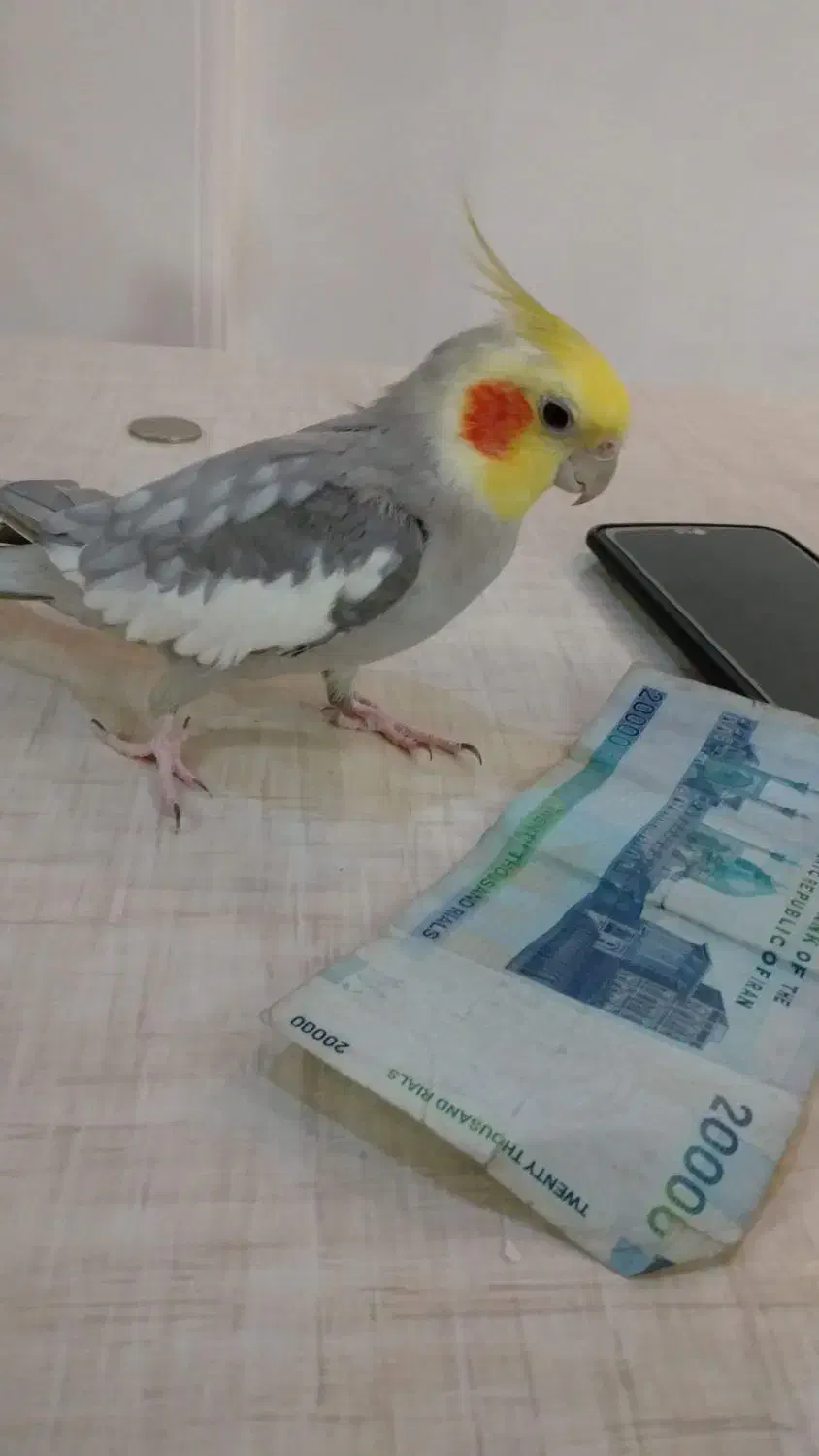 عروس هلندی سخنگو|پرنده|رشت, پیرکلاچای|دیوار