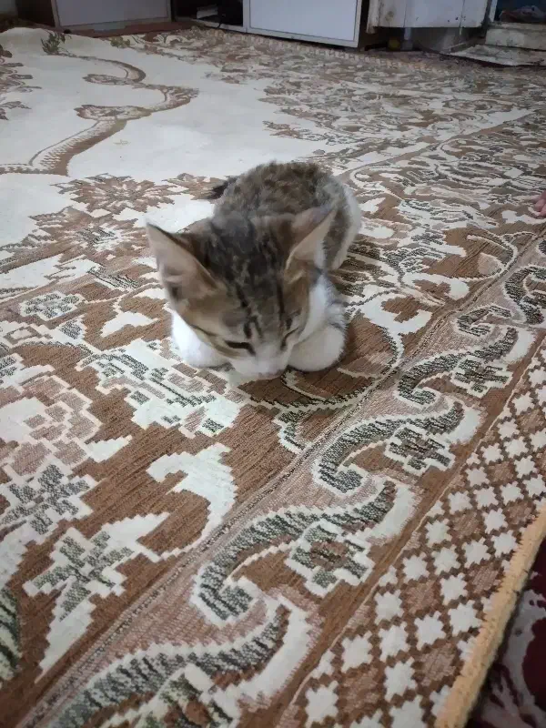 سرپرستی گربه رایگان|گربه|آستانه اشرفیه, |دیوار