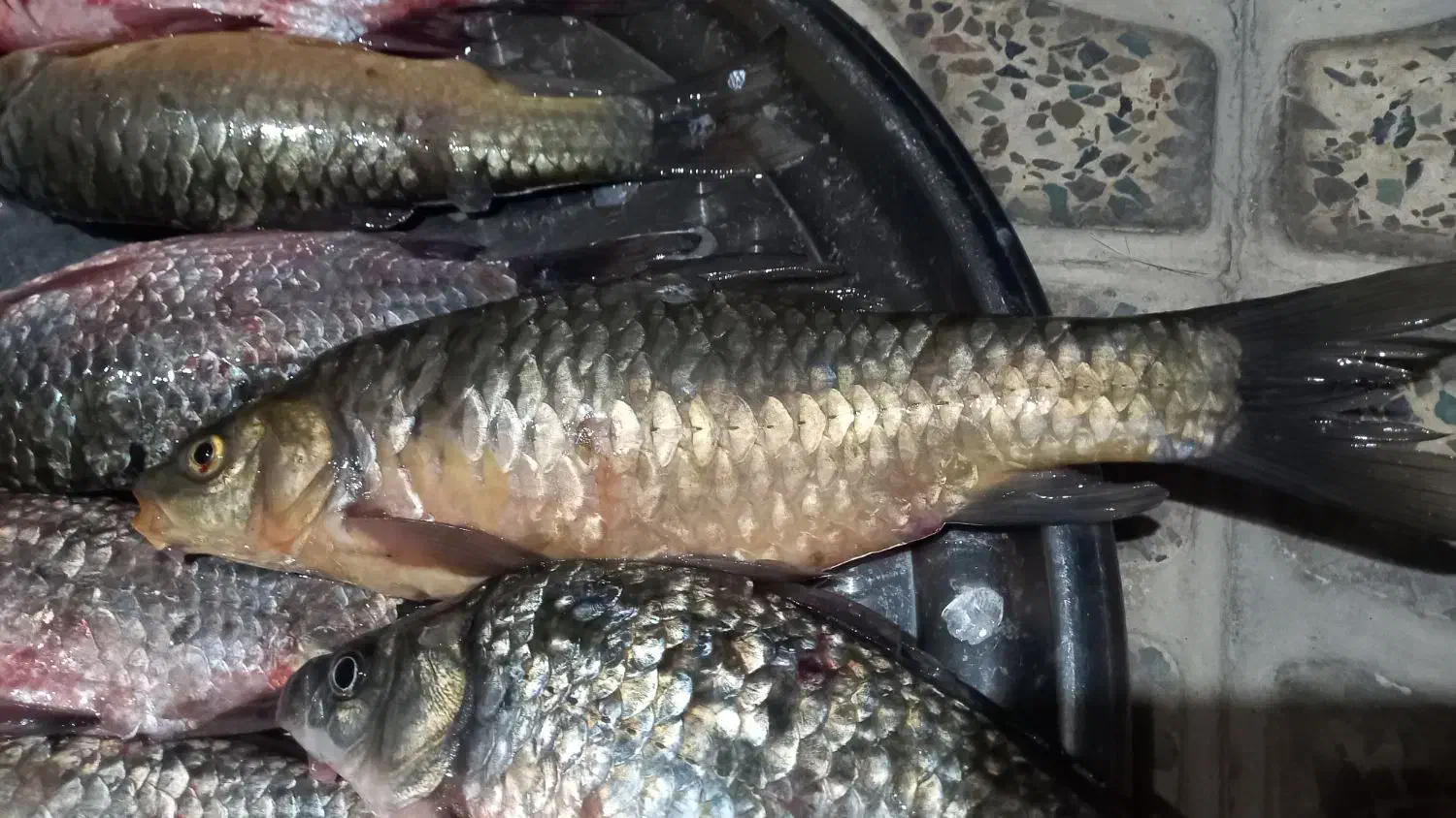 ماهی عمده و کیلویی|ماهی|آبدانان, |دیوار