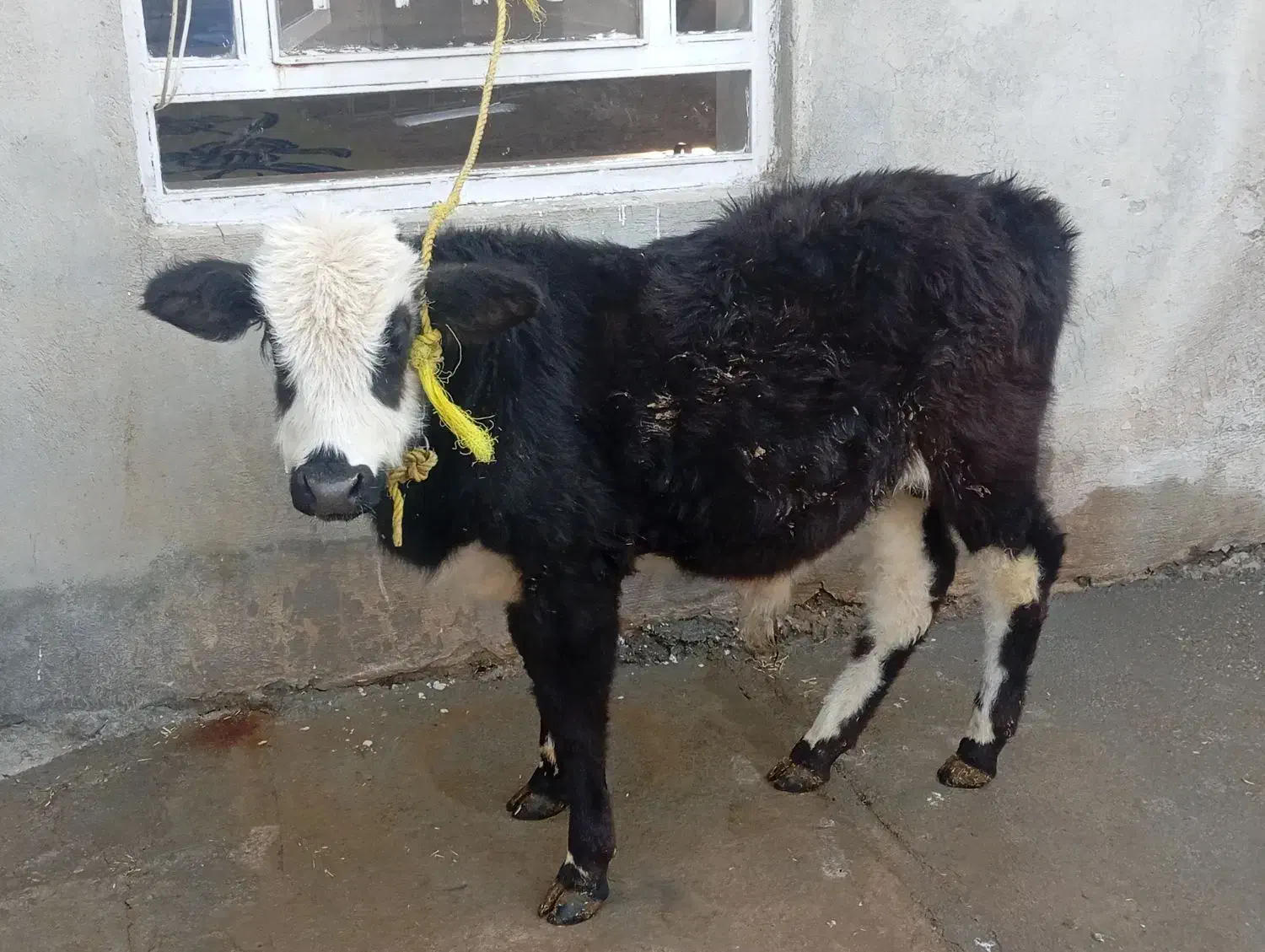 گوساله|حیوانات مزرعه|بیستون, |دیوار