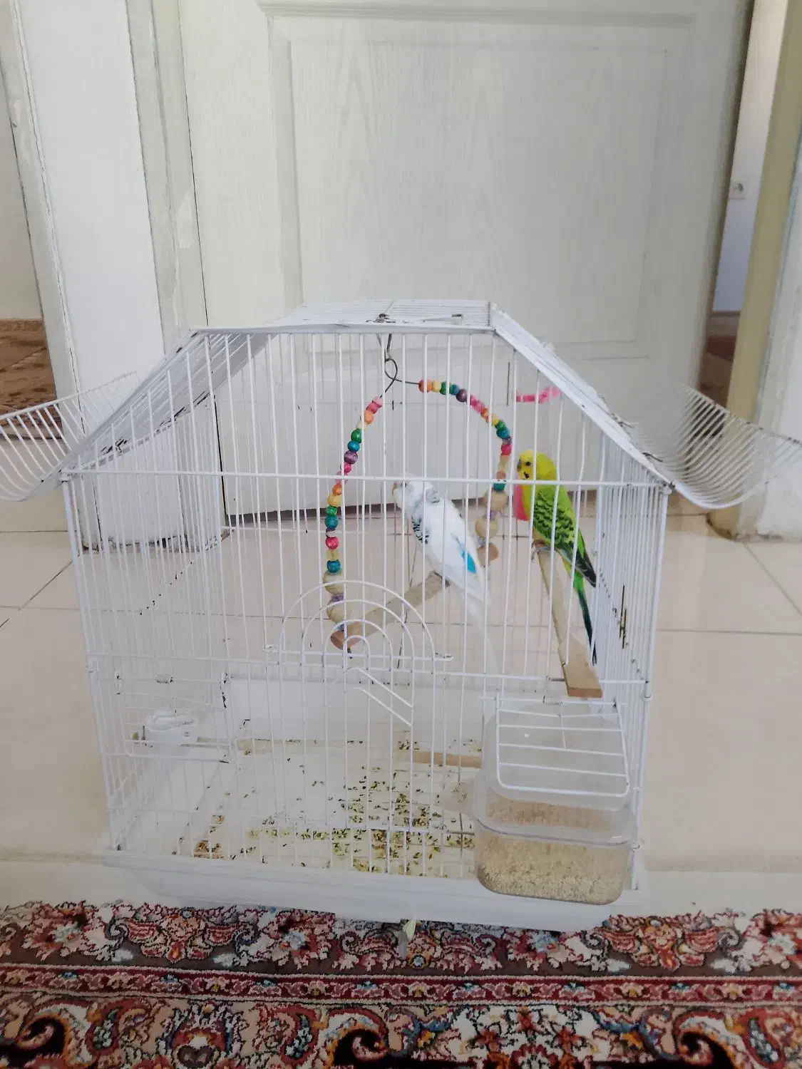 دو عدد مرغ عشق همرا با قفس ۸۰۰هزار تومن|پرنده|بومهن, |دیوار