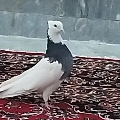 طوقی عروسک|پرنده|طبس, |دیوار