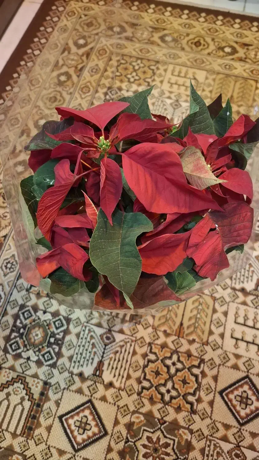 گل طبیعی بنت قنسول|گل و گیاه طبیعی|شاهین‌شهر, شهرک ردانی پور|دیوار