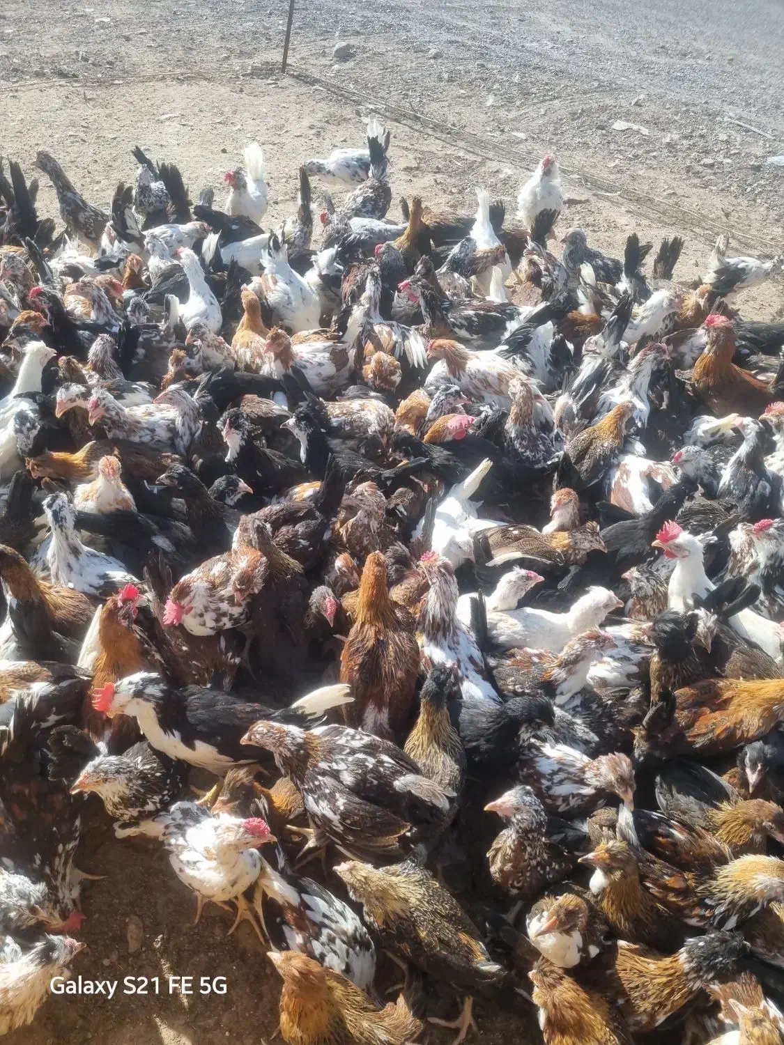 جوجه مرغ وخروس اصل گلین|حیوانات مزرعه|سیرجان, |دیوار