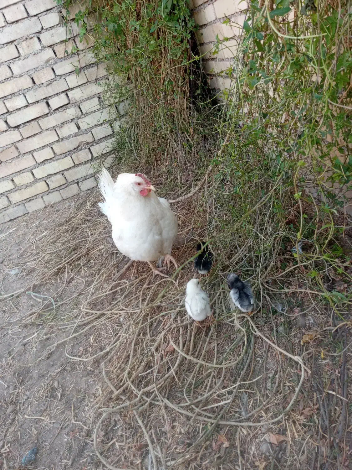 مرغ و جوجه عربی|حیوانات مزرعه|حمیدیه, |دیوار