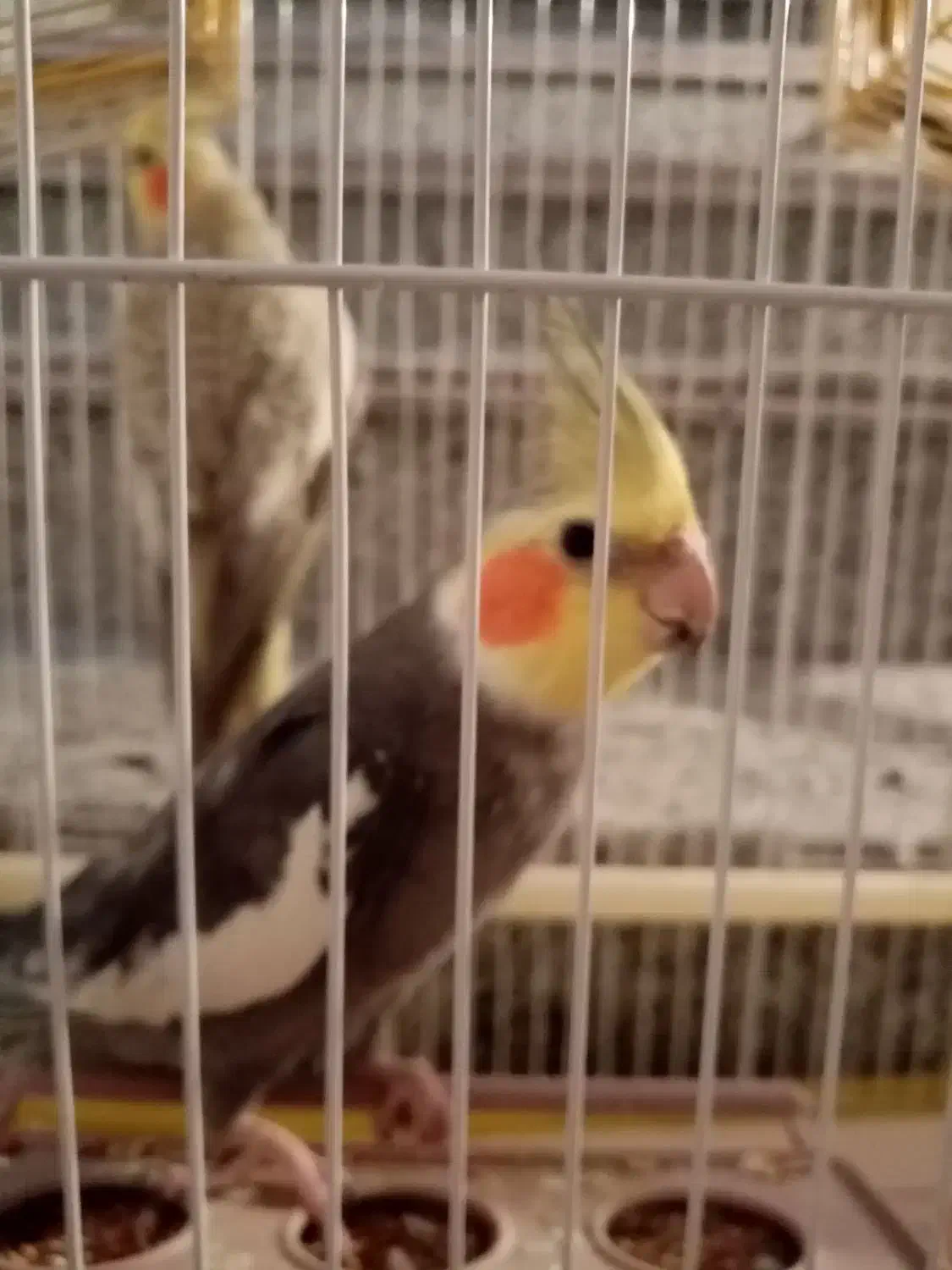 یک جفت عروس نر و ماده|پرنده|رشت, پسیخان|دیوار