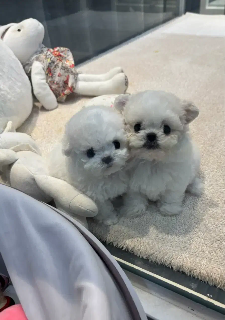 مالتیز کراس|سگ|تهران, جنتآباد مرکزی|دیوار