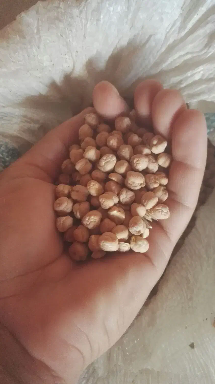 نخود پایزه منصور بذری|خوردنی و آشامیدنی|روانسر, |دیوار