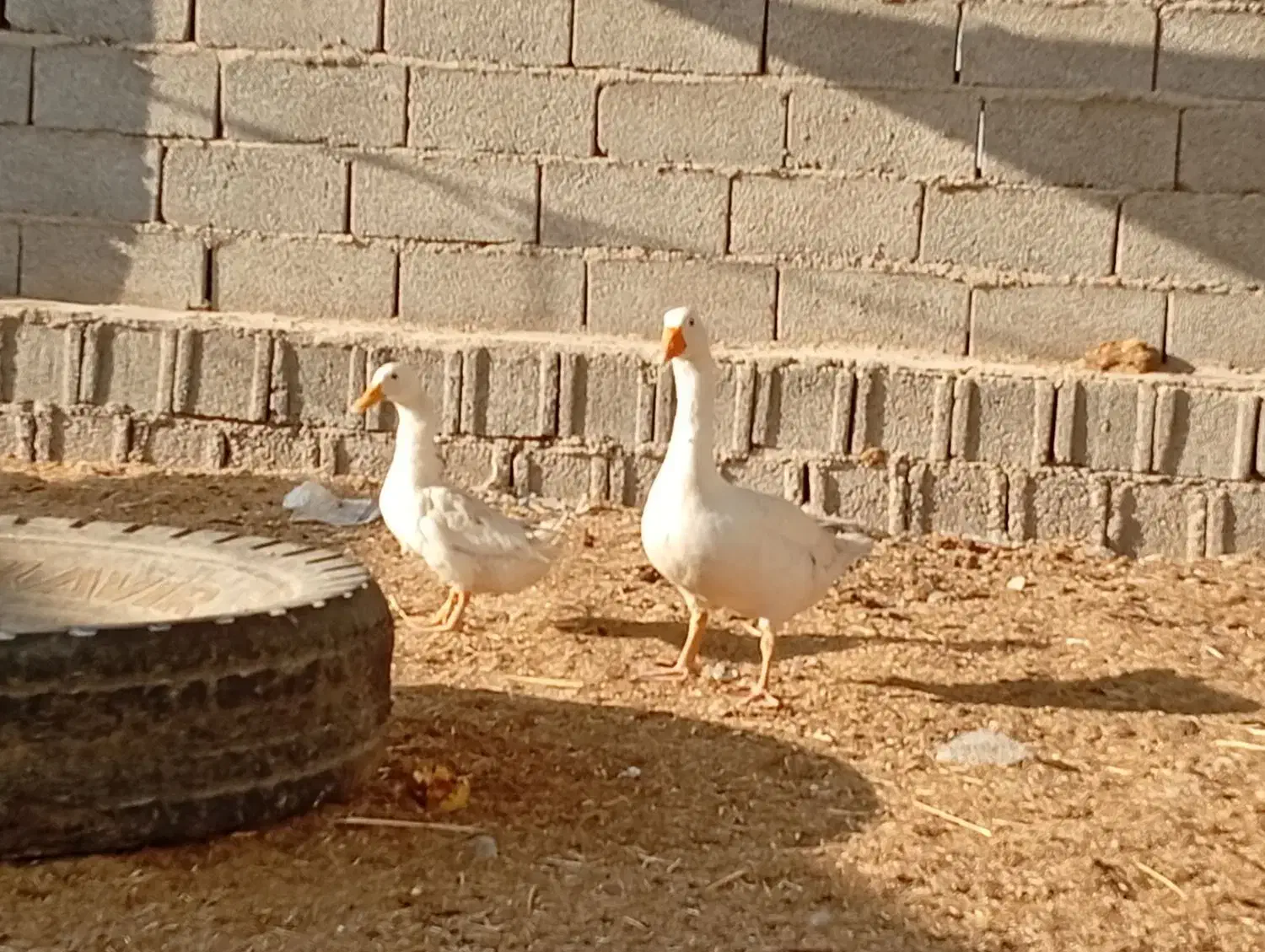 فروش مرغ محلی سیاه و ریشی|حیوانات مزرعه|چغادک, |دیوار