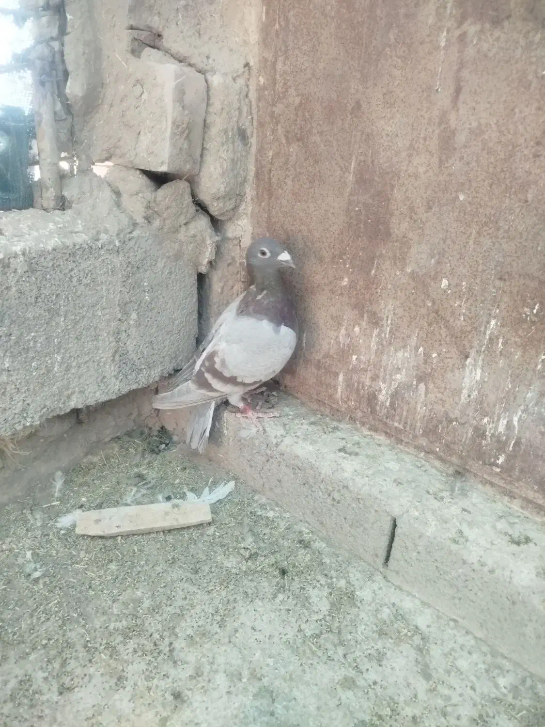 ماده لایه قوره ای|پرنده|بیرجند, |دیوار