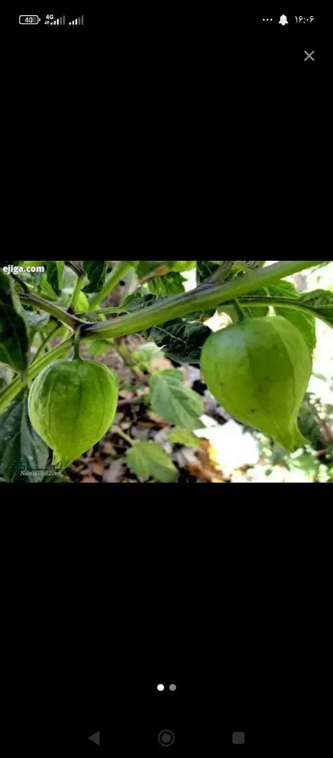 عروسک پشت پرده|گل و گیاه طبیعی|سیلاخور, |دیوار