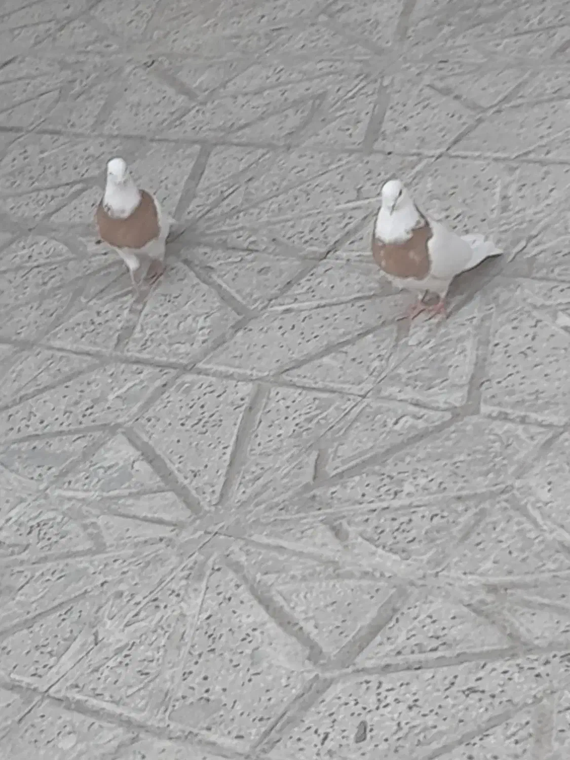 کلفه اویناق|پرنده|اردبیل, |دیوار