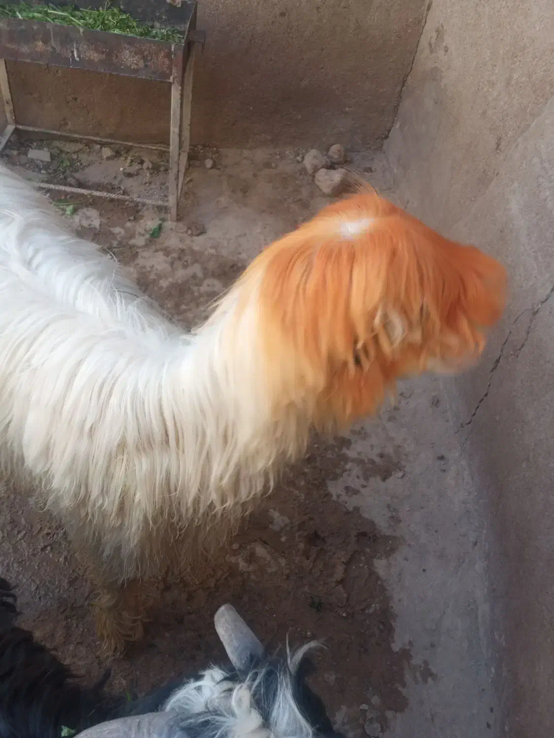 بره‌کری|حیوانات مزرعه|مسجد سلیمان, |دیوار