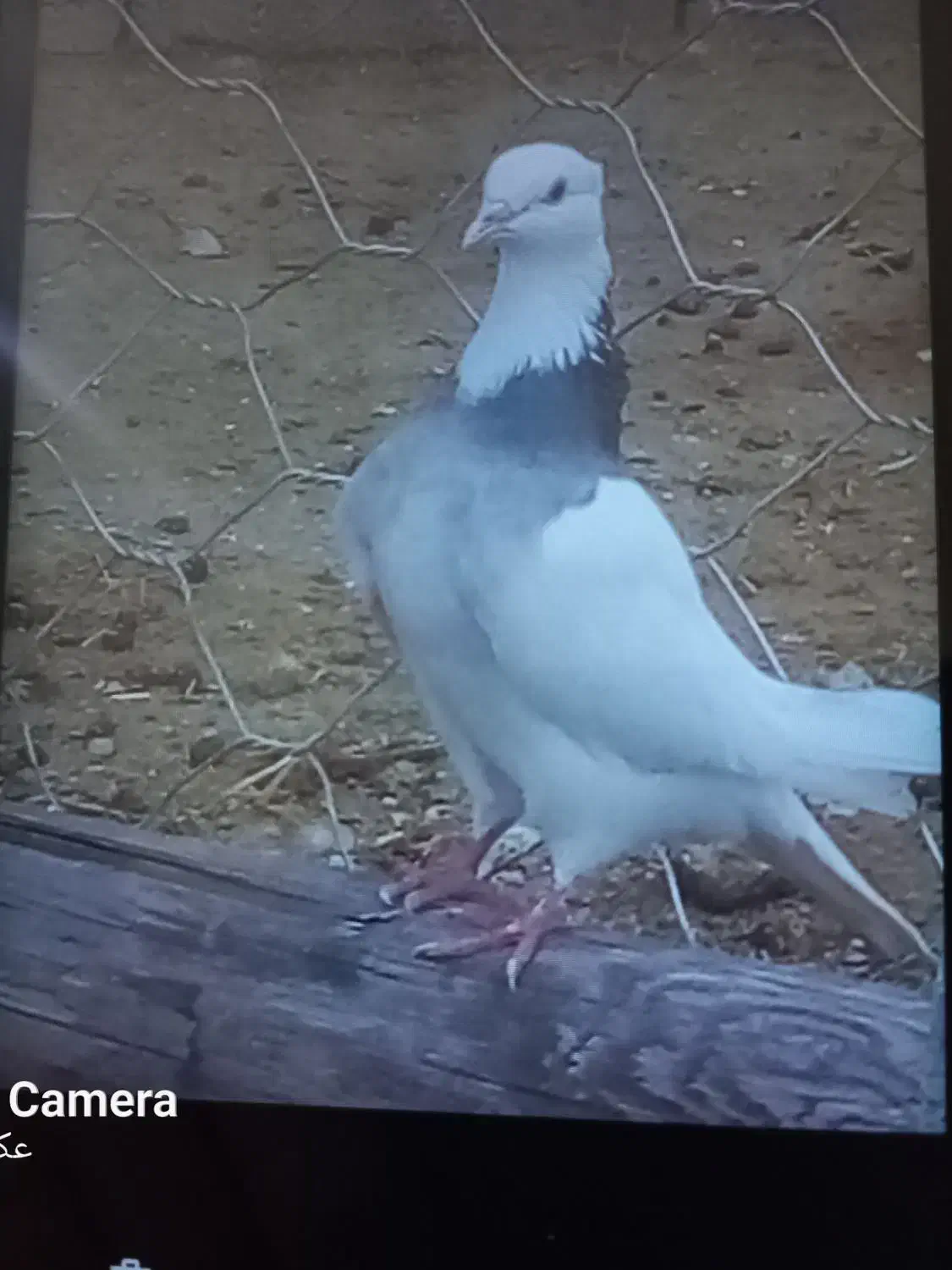 کبوتر گشتی|پرنده|سرپل ذهاب, |دیوار