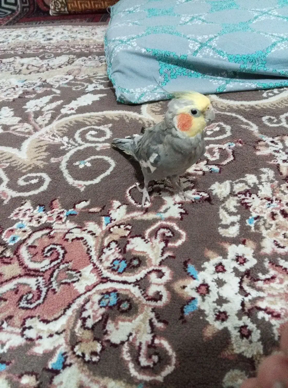 عروس هلندی|پرنده|رضوانشهر, |دیوار