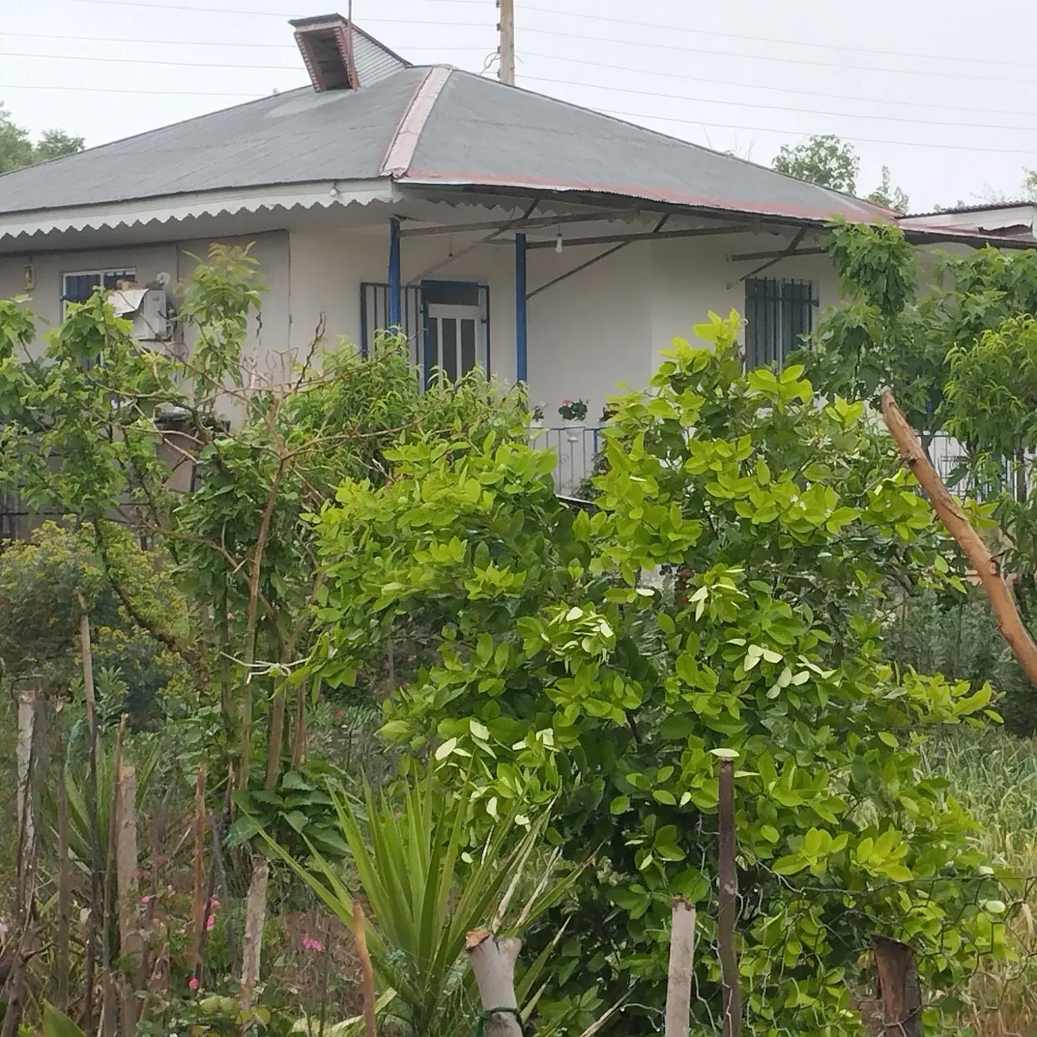 باغ ویلا 1400متری فروشی 3کیلومتری ماسال|فروش خانه و ویلا|طاهرگوراب, |دیوار