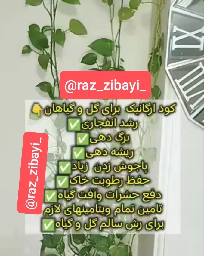 قرص کود|گل و گیاه طبیعی|سبزوار, هویزه|دیوار