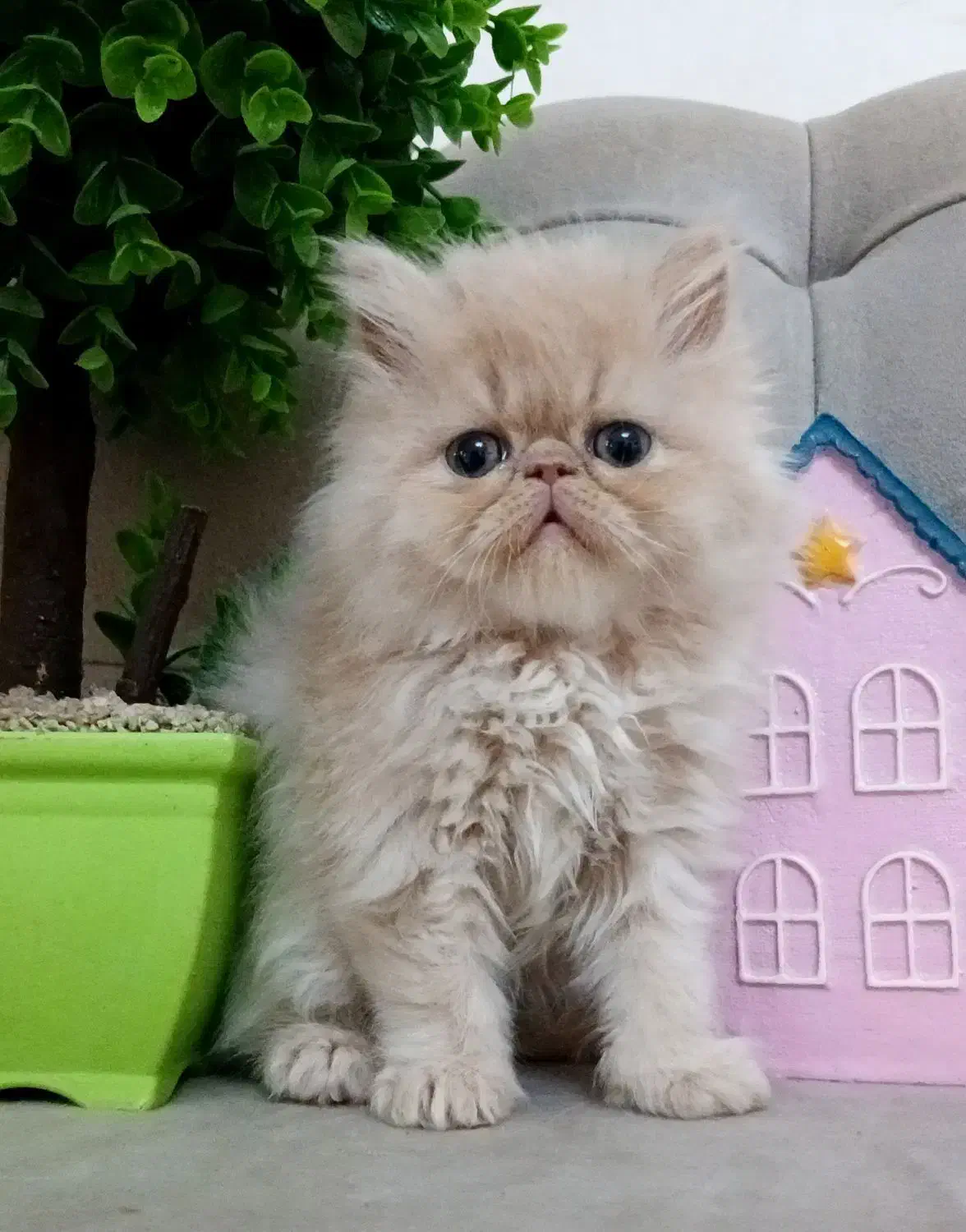 گربه پرشین|گربه|رشت, صفاری|دیوار