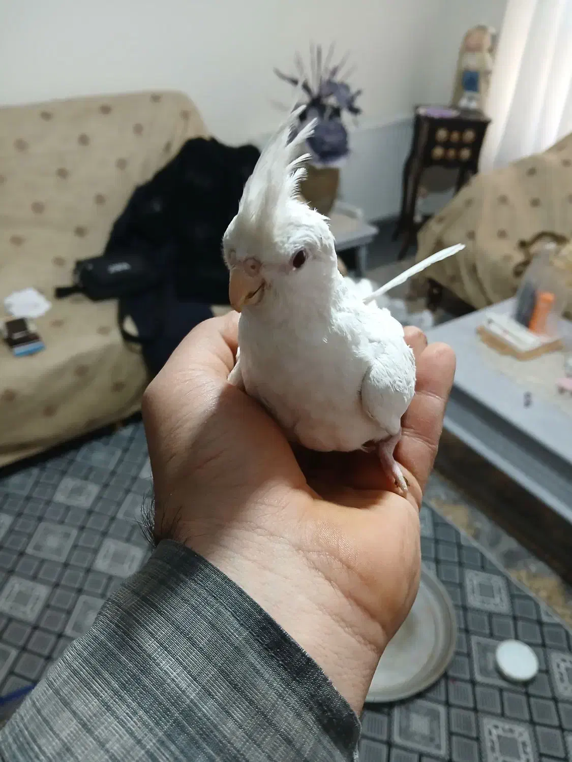 عروس هلندی نر و ماده البینو زیر قیمت|پرنده|تهران, منیریه|دیوار