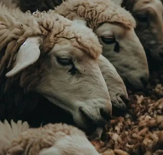 دام زنده نمونه گوسفند مغانی خرید حضوری و غیرحضوری|حیوانات مزرعه|مشهد, نوید|دیوار