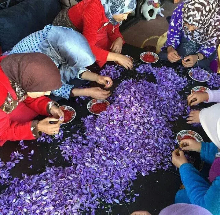 دستگاه تمام‌اتوماتیک جداسازی گل زعفران در ایران|ماشین‌آلات صنعتی|تربت‌حیدریه, اندیشه|دیوار