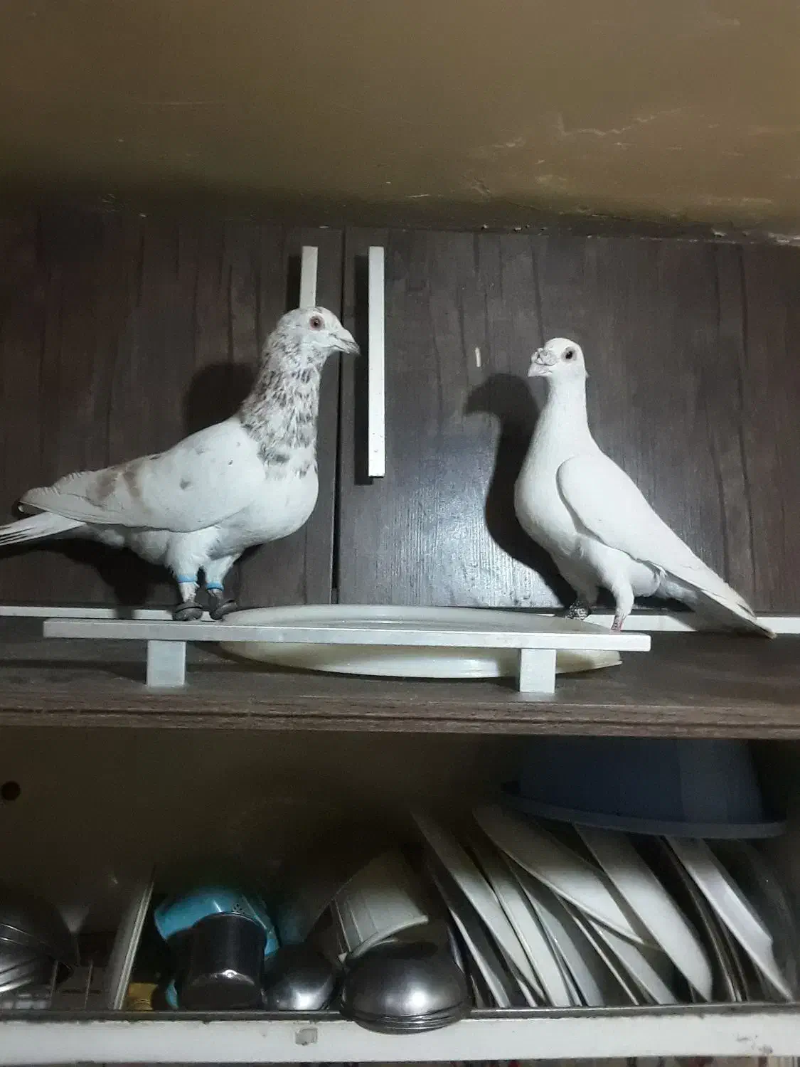 ۳تا کفتر غریب|پرنده|بجنورد, |دیوار